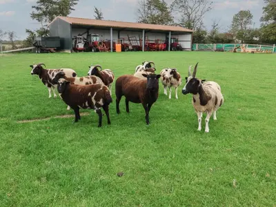 a herd of sheep standing in a field at Fisherman's Rest in Ipswich