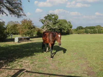 a brown horse standing in the grass in a field at Fisherman's Rest in Ipswich