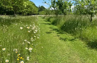 a path through a field of grass with flowers at Woodstock Park The Tawny Lodge in Wereham