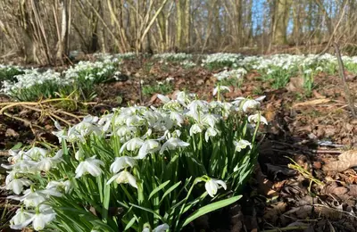 a bunch of white flowers in the woods at Woodstock Park The Tawny Lodge in Wereham