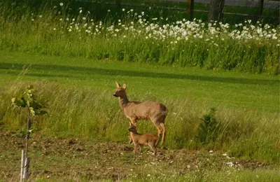a baby deer and its mother standing in a field at Woodstock Park The Tawny Lodge in Wereham