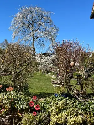 a garden with flowers and a tree in the background at Sunnyside Cottage in Great Sampford
