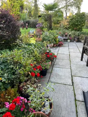 a garden with a bunch of plants and flowers at Sunnyside Cottage in Great Sampford