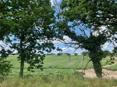 a field with two trees and a field of grass at Iris Group Stay 8-BR Free Parking in Wenhaston