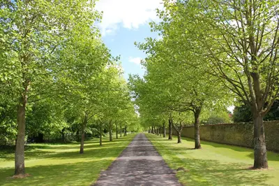 a tree lined road in a park with a wall at Chippenham Park Garden Rooms in Chippenham
