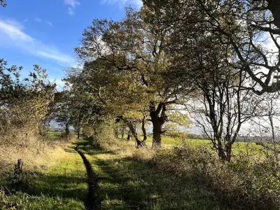 a path through a field with trees and grass at Shepherd Hut in the woods