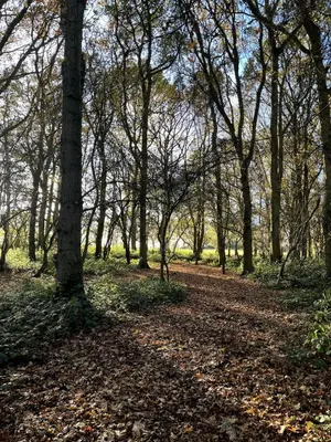 a forest of trees with leaves on a dirt road at Shepherd Hut in the woods