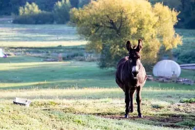 a brown donkey standing in a field at Outlook farm cabin firepit in Hertford