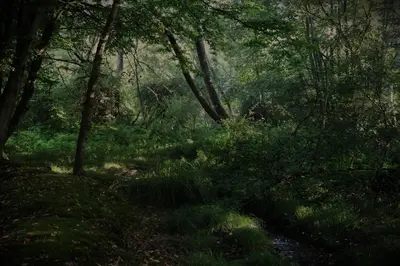 a forest filled with lush green trees and grass at Hollow Heath in Layer de la Haye