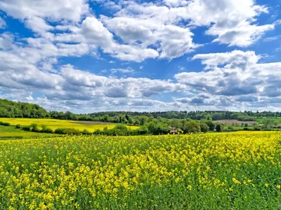 a field of yellow flowers under a cloudy sky at Flock Cottage in Eye