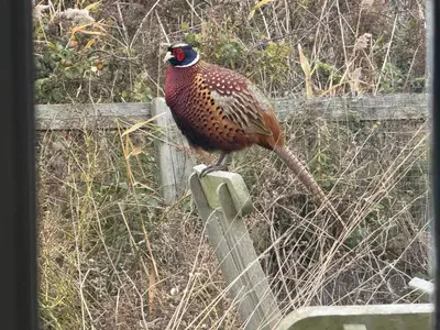 a bird perched on top of a fence at Cottage on remote wild coast in Bawdsey