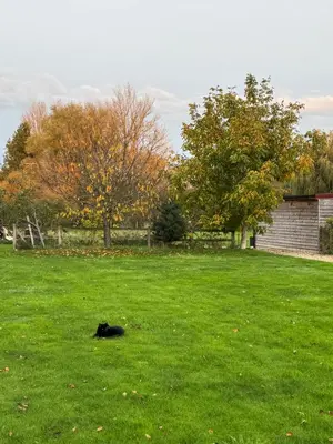 a black cat laying in the grass in a field at Poets View - Studio in Honington, Suffolk in Honington