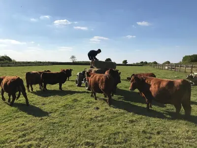 a man standing on a tractor in a field with a herd of cows at Entire flat 2 to 4 pers 1 bed 1 bath disabled access for limited disability