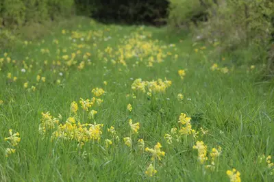 a field of yellow flowers in the grass at Entire flat 2 to 4 pers 1 bed 1 bath disabled access for limited disability