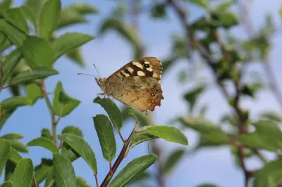 a brown butterfly sitting on a tree branch at Entire flat 2 to 4 pers 1 bed 1 bath disabled access for limited disability
