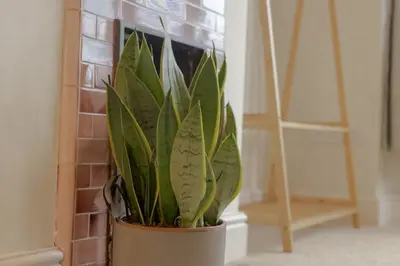 a plant in a pot next to a fireplace at Cambridge Charming 2 Bedroom Home I Rustic Floors & Office I Parking in Milton