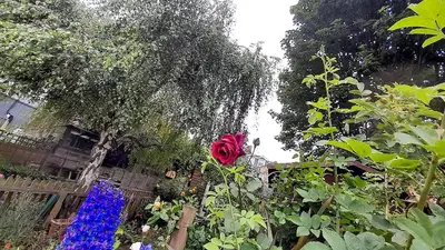 a garden with a pink rose and other plants at Lovely artist's home ecently refurbished in CBG