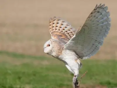 a large bird with its wings open on a plant at Falcons Nest in Woodhurst