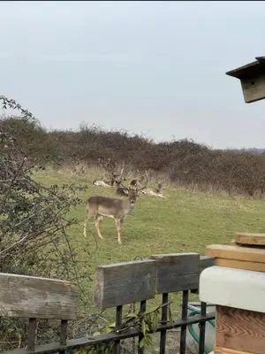 a deer standing in a field of grass at 3 bed house, sleeps 5, 8 mins to Harold wood Station in Havering atte Bower