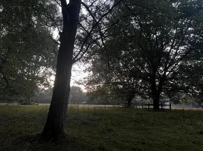 a group of trees in a field with a park at 4 Bed in Eye- oc-34389 in Thornham Magna