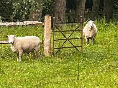 two sheep standing in a field next to a fence at 1 Bed in Eye- oc-34390 in Thornham Magna