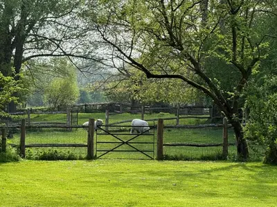 a sheep standing behind a wooden fence in a field at 1 Bed in Eye- oc-34390 in Thornham Magna