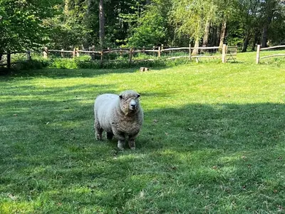 a sheep standing in the grass in a field at 1 Bed in Eye- oc-34390 in Thornham Magna