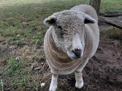 a sheep standing in a field of grass at 1 Bed in Eye- oc-34390 in Thornham Magna