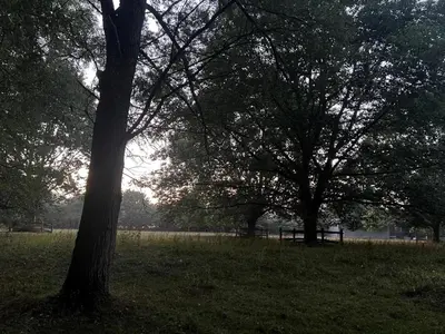 a park with two trees and a bench in the grass at 1 Bed in Eye- oc-34390 in Thornham Magna