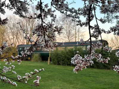 a flowering tree with a train in the background at The Carriage Ely in Coveney