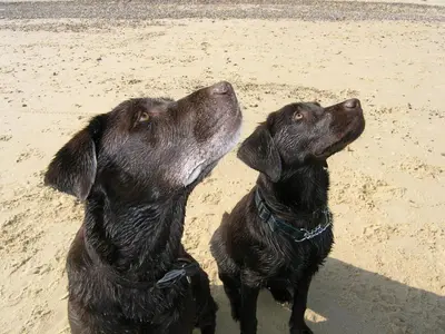 two dogs sitting on the beach looking up at Oak Tree Farm in Yoxford