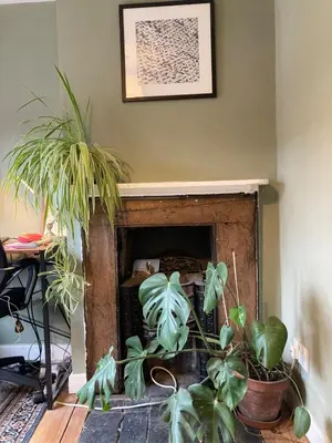 a fireplace with a bunch of plants in a room at Charming Cambridgeshire Home in Ely