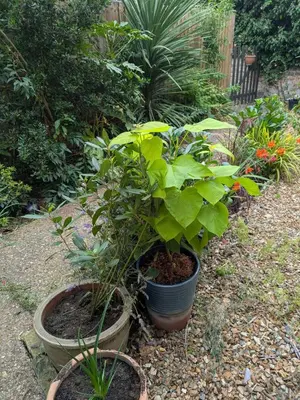 a group of plants in pots in a garden at Charming Cambridgeshire Home in Ely