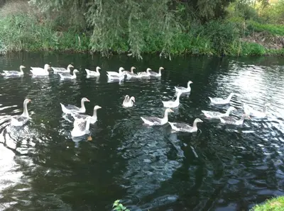 a group of ducks swimming in the water at Isleham River Lodge in Isleham