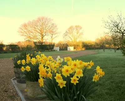 a bunch of yellow flowers in a park at Pheasant Suites in Colchester