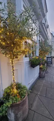 a tree with lights in a pot next to a building at White Horse in Maldon