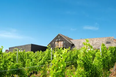 a house behind a vineyard with green vines at Mersea Island Vineyard in East Mersea