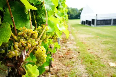 a bunch of green grapes growing on a vine at Mersea Island Vineyard in East Mersea
