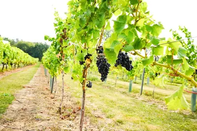a row of black grapes on a vineyard at Mersea Island Vineyard in East Mersea