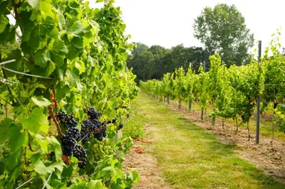 a row of green grapes in a vineyard at Mersea Island Vineyard in East Mersea