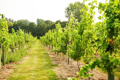 a row of grape vines in a field at Mersea Island Vineyard in East Mersea