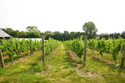 a row of grapes in a vineyard at Mersea Island Vineyard in East Mersea
