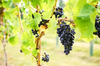 a bunch of black grapes hanging from a vine at Mersea Island Vineyard in East Mersea
