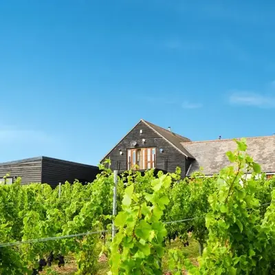 Mersea Island Vineyard