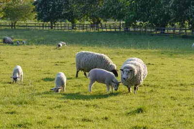 a herd of sheep grazing in a field at Cambridge Country Cottages in Cambridge