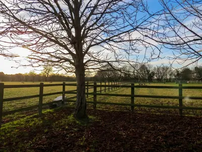 a tree in a field next to a fence at Appletree Cottage Fressingfield in Fressingfield