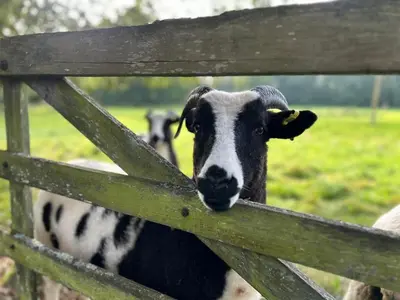 a black and white cow looking through a fence at Broom Hall Country Hotel in Saham Toney