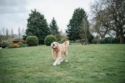 a dog standing in a field with a ball in its mouth at Broom Hall Country Hotel in Saham Toney