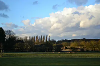 a field with trees and a cloudy sky at Little Bullocks Farm in Takeley