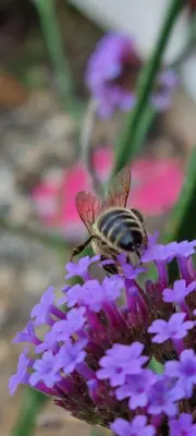 a bee sitting on top of a purple flower at Dairy Cottage Luxury B&B in Attleborough
